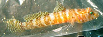 Image of Marcelogobius janetarum 