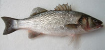 Image of Dicentrarchus labrax (European seabass)