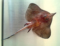 Image of Dipturus oxyrinchus (Longnosed skate)