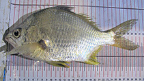 Image of Diapterus peruvianus (Peruvian mojarra)