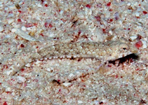 Image of Diplogrammus randalli (Randall’s fold dragonet)