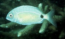 Image of Diplodus kotschyi (One spot seabream)