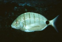 Image of Diplodus cadenati (Moroccan white seabream)