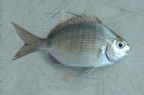 Image of Diplodus ascensionis 