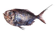 Image of Diretmoides veriginae 