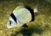 Image of Diplodus vulgaris (Common two-banded seabream)