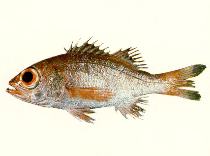 Image of Doederleinia berycoides (Blackthroat seaperch)