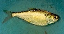 Image of Dorosoma cepedianum (American gizzard shad)