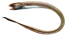 Image of Echiodon dentatus 