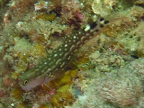 Image of Ecsenius monoculus (Monocle coralblenny)