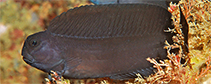 tn_Ecnam_u7.jpg