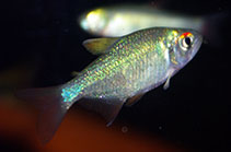 Image of Ectrepopterus uruguayensis 