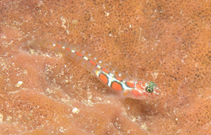 Image of Tigrigobius dilepis (Orangesided goby)