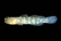 Image of Tigrigobius janssi (Spotback goby)