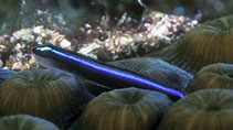 Image of Elacatinus lobeli (Caribbean neon goby)