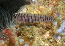 Image of Tigrigobius macrodon (Tiger goby)