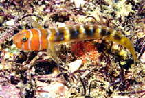 Image of Tigrigobius nesiotes (Brokenhband cleaner goby)