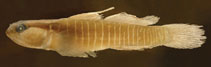 Image of Tigrigobius panamensis (Panamanian greenbanded goby)