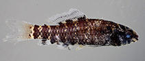 Image of Elachocharax pulcher 