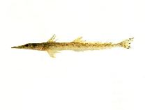 Image of Elates ransonnettii (Dwarf flathead)