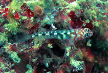 Image of Tigrigobius redimiculus (Cinta Goby)