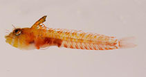 Image of Emblemaria caldwelli (Caribbean blenny)