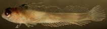 Image of Emblemariopsis carib (Spikefin glass blenny)