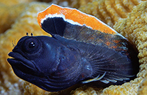 Image of Emblemariopsis lancea (Lancer red banner blenny)