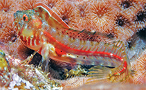 Image of Emblemariopsis lancea (Lancer red banner blenny)