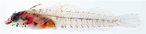 Image of Emblemariopsis leptocirris (Blackfin glass blenny)