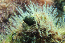 Image of Emblemariopsis signifer (Brazilian glass blenny)