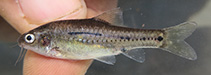 Image of Enteromius brachygramma (Linespotted ufipa barb)