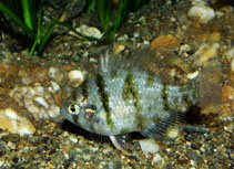 Image of Enneacanthus chaetodon (Blackbanded sunfish)