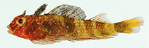 Image of Enneanectes flavus (Yellowtail rriplefin)