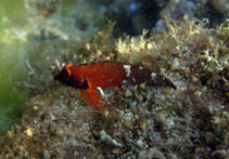 Image of Enneapterygius hemimelas (Halfblack Triplefin)