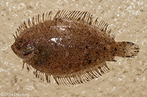 Image of Engyprosopon osculus 