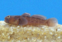 Image of Gobiosoma seminudum (Silt goby)