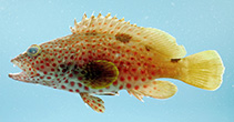 Image of Epinephelus adscensionis (Rock hind)