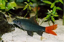 Image of Epalzeorhynchos bicolor (Redtail sharkminnow)