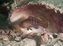 Image of Epinephelus bleekeri (Duskytail grouper)