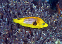 Image of Epibulus brevis (Latent slingjaw wrasse)