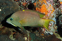 Image of Epibulus brevis (Latent slingjaw wrasse)