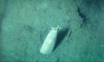 Image of Eptatretus burgeri (Inshore hagfish)