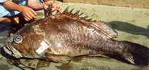 Image of Hyporthodus cifuentesi (Olive grouper)