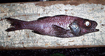 Image of Epigonus crassicaudus 