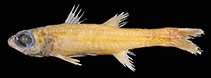 Image of Epigonus ctenolepis 