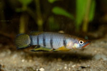 Image of Epiplatys dageti (Redchin panchax)