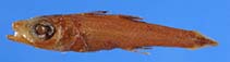 Image of Epigonus devaneyi 