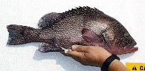 Image of Epinephelus drummondhayi (Speckled hind)