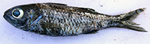 Image of Epigonus elongatus 